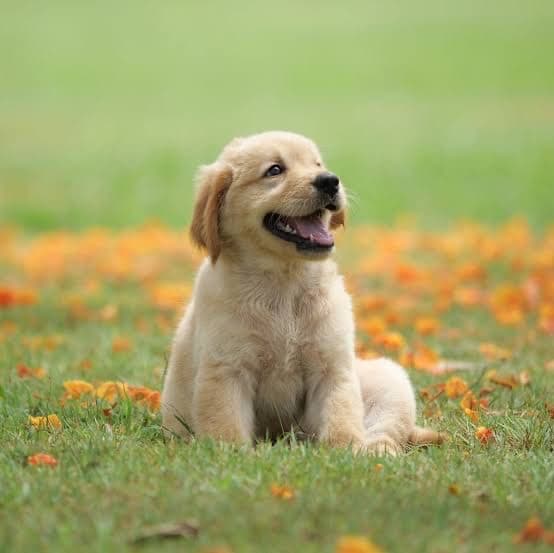 Say hello to ou